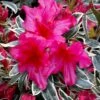 The Robe Azalea - 3 Gallon Pot 2 The Robe Azalea - 3 Gallon Pot -Bush Sale Shop azalea the robe 4