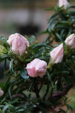 Tsuki No Shimo Satsuki Azalea - 1 Gallon Pot 22 Tsuki No Shimo Satsuki Azalea - 1 Gallon Pot -Bush Sale Shop azalea tsuki no shimo 2