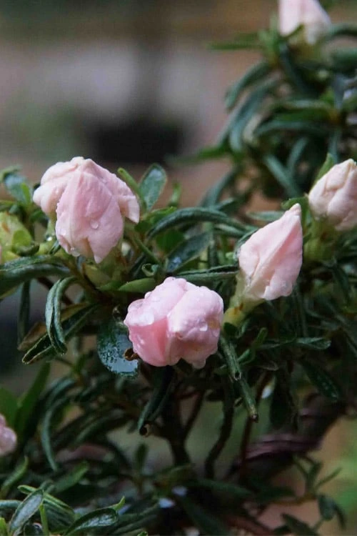 Tsuki No Shimo Satsuki Azalea - 1 Gallon Pot 12 Tsuki No Shimo Satsuki Azalea - 1 Gallon Pot - Image 10