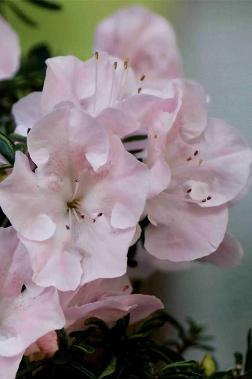 Tsuki No Shimo Satsuki Azalea - 1 Gallon Pot 6 Tsuki No Shimo Satsuki Azalea - 1 Gallon Pot - Image 4