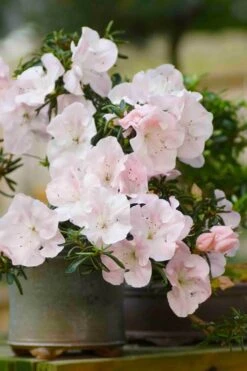 Tsuki No Shimo Satsuki Azalea - 1 Gallon Pot 20 Tsuki No Shimo Satsuki Azalea - 1 Gallon Pot -Bush Sale Shop azalea tsuki no shimo 6