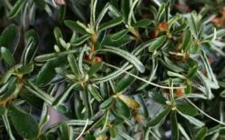 Tsuki No Shimo Satsuki Azalea - 1 Gallon Pot 17 Tsuki No Shimo Satsuki Azalea - 1 Gallon Pot -Bush Sale Shop azalea tsuki no shimo 7