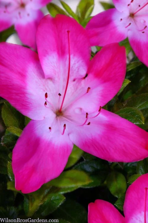 Vibrant Azalea (Harris Hybrid) - 1 Gallon Pot 3 Vibrant Azalea (Harris Hybrid) - 1 Gallon Pot