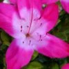 Vibrant Azalea (Harris Hybrid) - 3 Gallon Pot 2 Vibrant Azalea (Harris Hybrid) - 3 Gallon Pot -Bush Sale Shop azalea vibrant 100 2