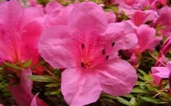 Chinzan Dwarf Azalea - 6 Pack Of 1 Gallon Pots 14 Chinzan Dwarf Azalea - 6 Pack Of 1 Gallon Pots -Bush Sale Shop azaleachinzan 2