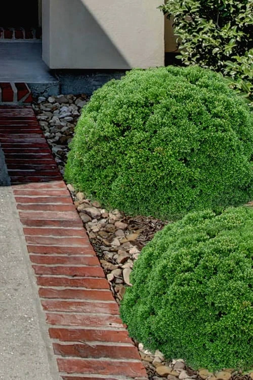 Justin Brouwers Dwarf Boxwood - 1 Gallon Pot 3 Justin Brouwers Dwarf Boxwood - 1 Gallon Pot