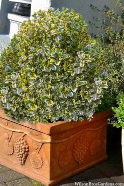 Sunburst Variegated Korean Boxwood - 1 Gallon Pot 15 Sunburst Variegated Korean Boxwood - 1 Gallon Pot -Bush Sale Shop boxwood sunburst golden 11