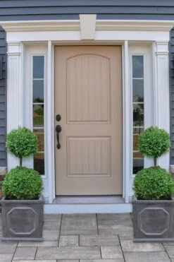 Common Boxwood 2-Ball Poodle Tier Topiary (Buxus Sempervirens) - 3 Gallon Pot (Short) -Bush Sale Shop boxwood two ball poodle tier 2