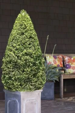 Variegated Boxwood (Buxus Sempervirens 'Aureovariegata') - 2 Gallon Pot - SALE 12 Variegated Boxwood (Buxus Sempervirens 'Aureovariegata') - 2 Gallon Pot - SALE -Bush Sale Shop boxwood variegated cone 2 2