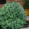 Gordo Boxwood - 1 Gallon Pot 1 Gordo Boxwood - 1 Gallon Pot -Bush Sale Shop buxus gordo boxwood 1