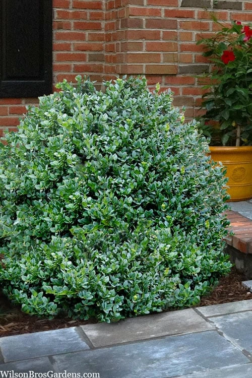 Gordo Boxwood - 1 Gallon Pot 3 Gordo Boxwood - 1 Gallon Pot