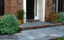 Gordo Boxwood - 6 Pack Of 1 Gallon Pots -Bush Sale Shop buxus gordo boxwood 2 2