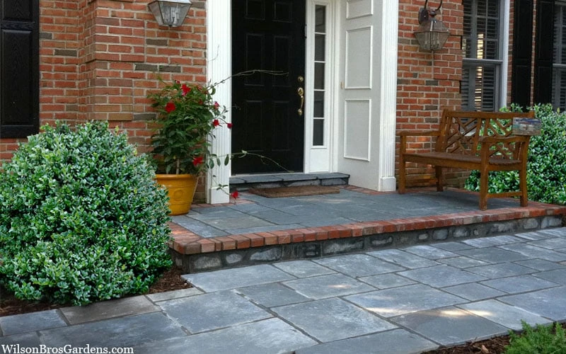 Gordo Boxwood - 1 Gallon Pot 8 Gordo Boxwood - 1 Gallon Pot - Image 6