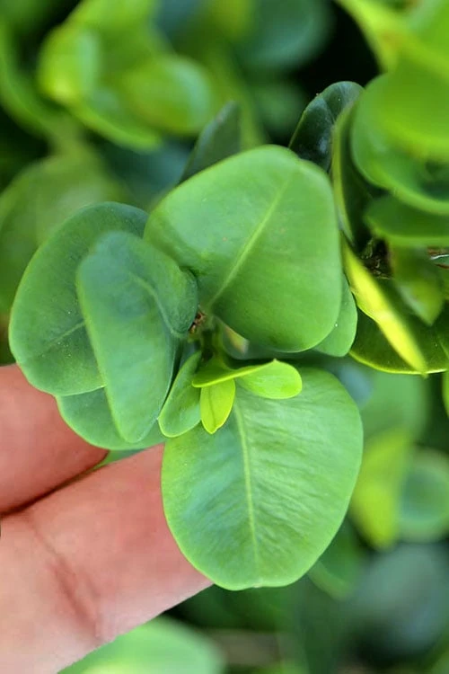 Gordo Boxwood - 5 Pack Of Quart Pots 6 Gordo Boxwood - 5 Pack Of Quart Pots - Image 4