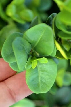 Gordo Boxwood - 1 Gallon Pot 12 Gordo Boxwood - 1 Gallon Pot -Bush Sale Shop buxus gordo boxwood 3