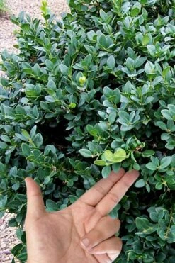 Gordo Boxwood - 5 Pack Of Quart Pots 13 Gordo Boxwood - 5 Pack Of Quart Pots -Bush Sale Shop buxus gordo boxwood 4 1