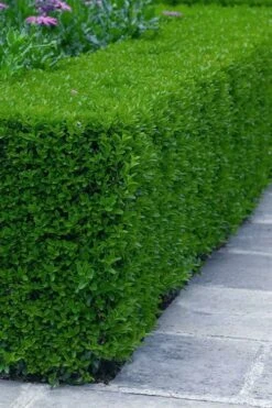 Gordo Boxwood - 6 Pack Of 1 Gallon Pots -Bush Sale Shop buxus gordo boxwood 5 2
