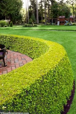 Golden Triumph Variegated Dwarf Boxwood - 3 Gallon Pot 11 Golden Triumph Variegated Dwarf Boxwood - 3 Gallon Pot -Bush Sale Shop buxus microphylla golden triumph boxwood hedge 2 1