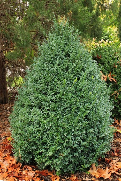 John Baldwin Pyramidal Boxwood - 3 Gallon Pot 8 John Baldwin Pyramidal Boxwood - 3 Gallon Pot - Image 6