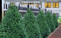 John Baldwin Pyramidal Boxwood - 3 Gallon Pot 11 John Baldwin Pyramidal Boxwood - 3 Gallon Pot -Bush Sale Shop buxus microphylla john baldwin boxwood 8 1