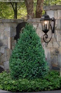John Baldwin Pyramidal Boxwood - 3 Gallon Pot 12 John Baldwin Pyramidal Boxwood - 3 Gallon Pot -Bush Sale Shop buxus microphylla john baldwin boxwood 9 1