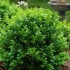 Little Missy Dwarf Boxwood - 6 Pack Of 1 Gallon Pots 2 Little Missy Dwarf Boxwood - 6 Pack Of 1 Gallon Pots -Bush Sale Shop buxus microphylla little missy dwarf boxwood 1 4