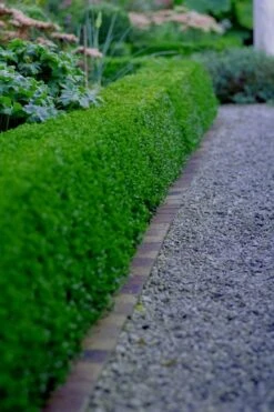 Little Missy Dwarf Boxwood - 5 Pack Of Quart Pots -Bush Sale Shop buxus microphylla little missy dwarf boxwood 3 2