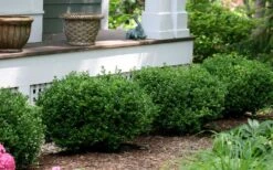 Little Missy Dwarf Boxwood - 6 Pack Of 1 Gallon Pots 12 Little Missy Dwarf Boxwood - 6 Pack Of 1 Gallon Pots -Bush Sale Shop buxus microphylla little missy dwarf boxwood 5 4