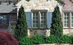 Arctic Emerald Columnar Boxwood - 6 Pack Of 1 Gallon Pots -Bush Sale Shop buxus sempervirens arctic emerald boxwood 103