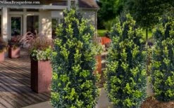 Arctic Emerald Columnar Boxwood - 6 Pack Of 1 Gallon Pots -Bush Sale Shop buxus sempervirens arctic emerald boxwood 105