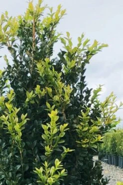 Arctic Emerald Columnar Boxwood - 6 Pack Of 1 Gallon Pots -Bush Sale Shop buxus sempervirens arctic emerald boxwood 12