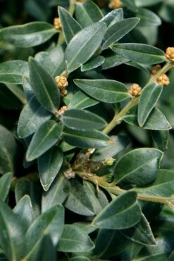 Arctic Emerald Columnar Boxwood - 1 Gallon Pot -Bush Sale Shop buxus sempervirens arctic emerald boxwood 16 1