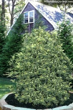 Golden Weeping Boxwood (Buxus Sempervirens 'Aurea Pendula') - 1 Gallon Pot -Bush Sale Shop buxus sempervirens aurea pendula variegated weeping boxwood 3