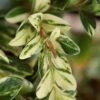 Golden Weeping Boxwood (Buxus Sempervirens 'Aurea Pendula') - 1 Gallon Pot 1 Golden Weeping Boxwood (Buxus Sempervirens 'Aurea Pendula') - 1 Gallon Pot -Bush Sale Shop buxus sempervirens aurea pendula variegated weeping boxwood 5