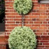 Variegated Boxwood 2-Ball Poodle Tier Topiary - 5 Gallon Pot -Bush Sale Shop buxus sempervirens aureovariegata boxwood 2 ball poodle tier 7