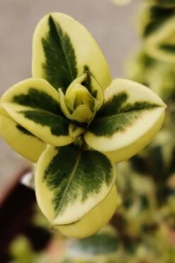 Variegated Boxwood (Buxus Sempervirens 'Aureovariegata') - 5 Gallon Pot 14 Variegated Boxwood (Buxus Sempervirens 'Aureovariegata') - 5 Gallon Pot -Bush Sale Shop buxus sempervirens aureovariegata variegated boxwood 1