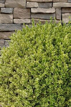 Variegated Boxwood (Buxus Sempervirens 'Aureovariegata') - 5 Gallon Pot 15 Variegated Boxwood (Buxus Sempervirens 'Aureovariegata') - 5 Gallon Pot -Bush Sale Shop buxus sempervirens aureovariegata variegated boxwood 10