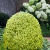 Variegated Boxwood (Buxus Sempervirens 'Aureovariegata') - 5 Gallon Pot -Bush Sale Shop buxus sempervirens aureovariegata variegated boxwood 5