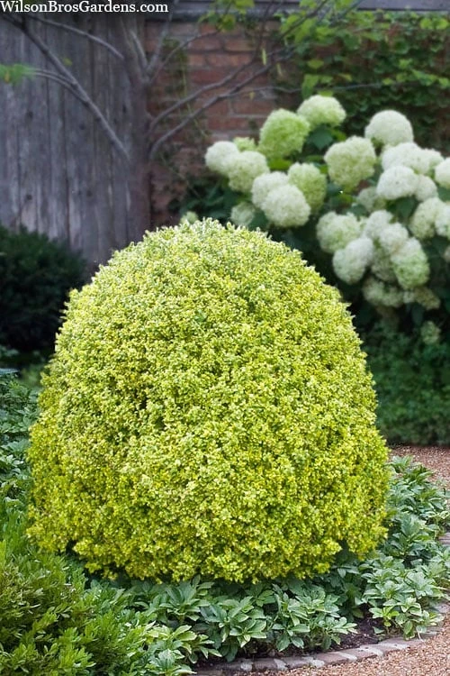 Variegated Boxwood (Buxus Sempervirens 'Aureovariegata') - 2 Gallon Pot - SALE 3 Variegated Boxwood (Buxus Sempervirens 'Aureovariegata') - 2 Gallon Pot - SALE