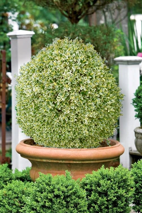 Elegans Variegated Boxwood - Buxus Sempervirens 'Elegantissima' - 2 Gallon Pot 6 Elegans Variegated Boxwood - Buxus Sempervirens 'Elegantissima' - 2 Gallon Pot - Image 4