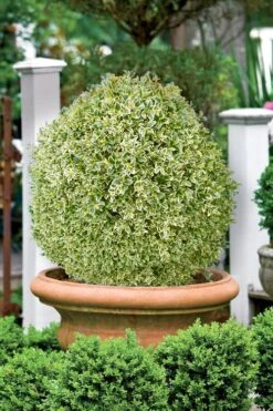 Elegans Variegated Boxwood - Buxus Sempervirens 'Elegantissima' - 6 Pack Of 1 Gallon Pots 11 Elegans Variegated Boxwood - Buxus Sempervirens 'Elegantissima' - 6 Pack Of 1 Gallon Pots -Bush Sale Shop buxus sempervirens elegantissima variegated boxwood 101 3