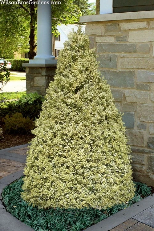 Elegans Variegated Boxwood - Buxus Sempervirens 'Elegantissima' - 2 Gallon Pot 3 Elegans Variegated Boxwood - Buxus Sempervirens 'Elegantissima' - 2 Gallon Pot