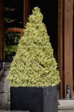 Elegans Variegated Boxwood - Buxus Sempervirens 'Elegantissima' - 2 Gallon Pot 12 Elegans Variegated Boxwood - Buxus Sempervirens 'Elegantissima' - 2 Gallon Pot -Bush Sale Shop buxus sempervirens elegantissima variegated boxwood 105 2