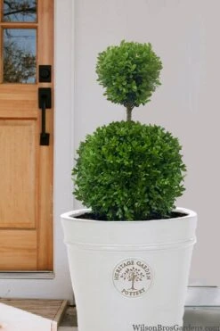 Dwarf English Boxwood Two-Ball Poodle Tier Topiary - 3 Gallon Pot -Bush Sale Shop buxus sempervirens suffriticosa standard two ball topiary boxwood 5