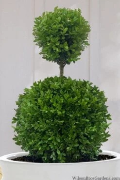 Dwarf English Boxwood Two-Ball Poodle Tier Topiary - 3 Gallon Pot -Bush Sale Shop buxus sempervirens suffruticosa standard two ball topiary boxwood 10