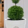 Dwarf English Boxwood Two-Ball Poodle Tier Topiary - 3 Gallon Pot 2 Dwarf English Boxwood Two-Ball Poodle Tier Topiary - 3 Gallon Pot -Bush Sale Shop buxus sempervirens suffruticosa standard two ball topiary boxwood 4