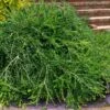 Unraveled Weeping Boxwood - 3 Gallon Pot -Bush Sale Shop buxus sempervirens unraveled weeping boxwood 16