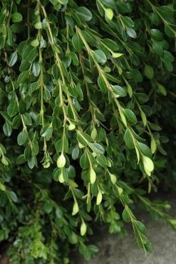 Unraveled Weeping Boxwood - 3 Gallon Pot 12 Unraveled Weeping Boxwood - 3 Gallon Pot -Bush Sale Shop buxus sempervirens unraveled weeping boxwood 5