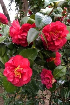 Turandot Camellia Japonica - 7 Gallon Pot 9 Turandot Camellia Japonica - 7 Gallon Pot -Bush Sale Shop caellia turandot 20 1