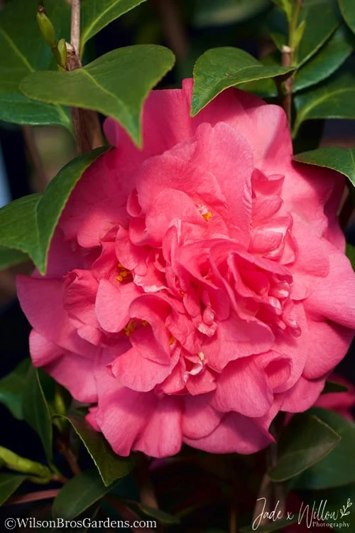Ack-Scent Fragrant Pink Camellia Japonica - 3 Gallon Pot 7 Ack-Scent Fragrant Pink Camellia Japonica - 3 Gallon Pot - Image 5